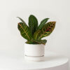 w-indoor-plants-small-1-0.jpg Drakfrukt