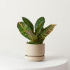 w-indoor-plants-small-1-2.jpg Cuddly Cactus