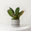 w-indoor-plants-small-1-3.jpg Golden Petra