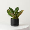 w-indoor-plants-small-1-4.jpg Golden Petra