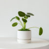 w-indoor-plants-small-2-0.jpg Philodendron Brasil