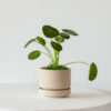 Pilea Peperomioides