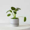 Pilea Peperomioides