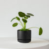 Pilea Peperomioides