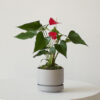 Anthurium – King of hearts
