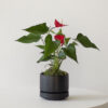 Anthurium – King of hearts