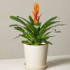w-indoor-plants-small-5-0.jpg Bromeliad Vriesea