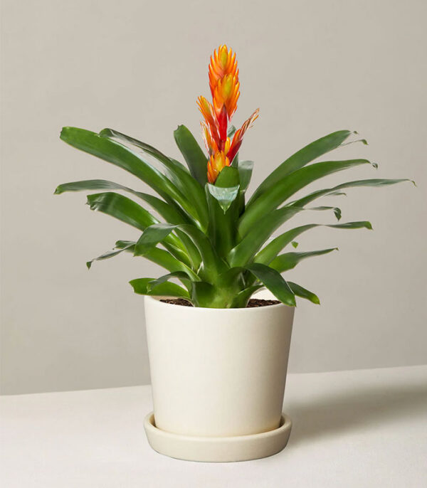 Bromeliad Vriesea