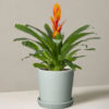 w-indoor-plants-small-5-2.jpg Bromeliad Vriesea