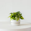 w-indoor-plants-small-6-0.jpg Philodendron Brasil