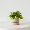w-indoor-plants-small-6-1.jpg Philodendron Brasil