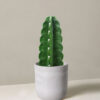w-indoor-plants-small-7-0.jpg Cuddly Cactus