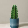 w-indoor-plants-small-7-3.jpg Cuddly Cactus