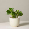 w-indoor-plants-small-8-0.jpg Cuddly Cactus
