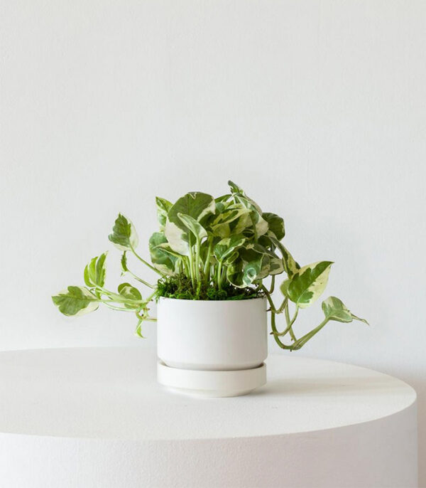 N’joy Pothos