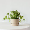 N’joy Pothos