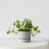 N’joy Pothos