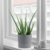 w-planters-1-0.jpg Drakfrukt