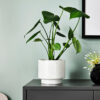 w-planters-2-0.jpg Cuddly Cactus