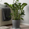 w-planters-9-0.jpg Bromeliad Vriesea